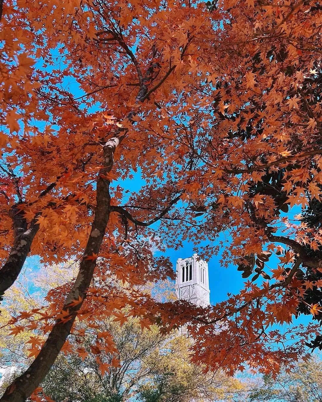 POV: It’s fall semester of 2022. You’ve just finished classes for the day. You walk through campus to enjoy the changing leaves on your way to the library. Then, you finish the day with a night game in Carter-Finley. Life is good. 🍂🙂‍↕️