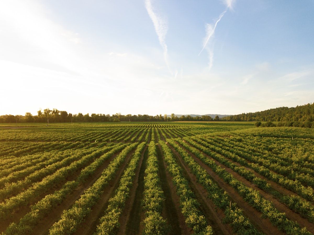 A Day in the Life of an Agricultural Consultant