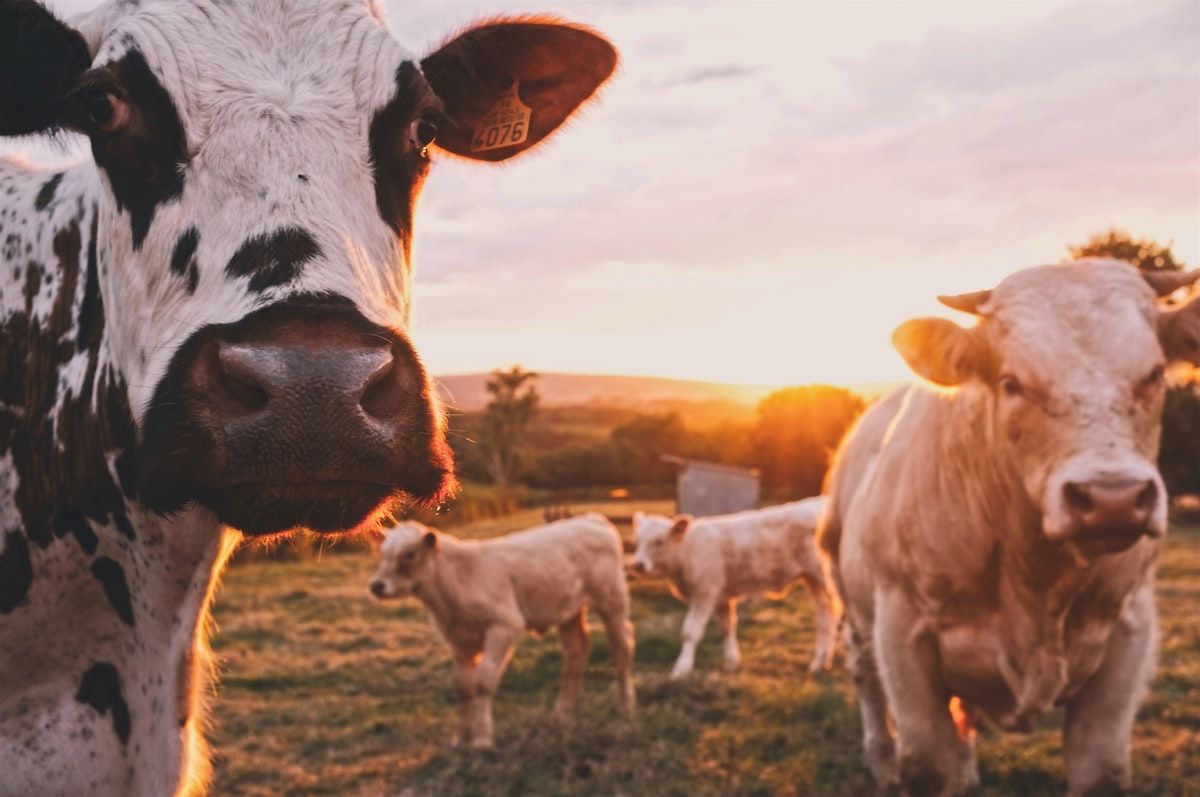 Getting Into Animal Systems